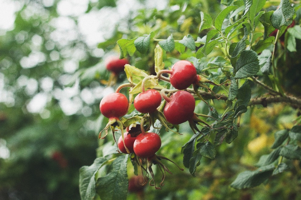 The benefits of Rosehip Oil & How to use it