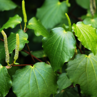 Kawakawa infused oil, NZ