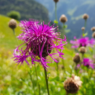 Milk thistle seed oil