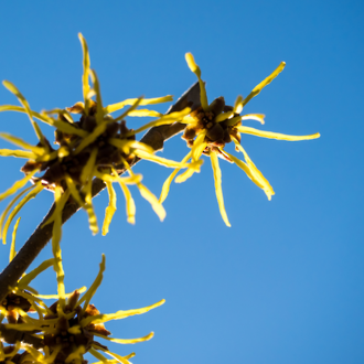 Witchhazel, certified organic