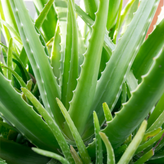 Aloe vera plant growing in the sun used to make Go Native NZ's aloe vera infused oil