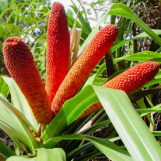 Buah merah oil