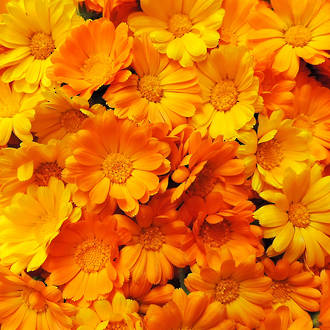 Calendula hydroethanolic extract, NZ