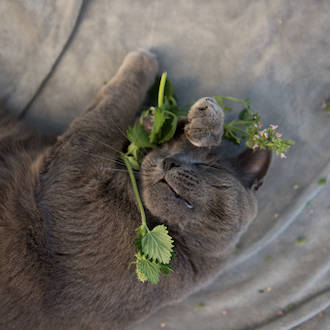 Catnip essential oil