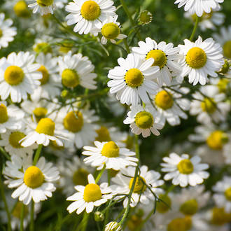 Chamomile infused oil, NZ