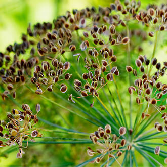 Dill essential oil