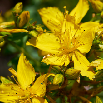 Discover 100% pure & natural bright yellow hypericum flowers, which make - St Johns Wort Infused Oil at Go Native NZ