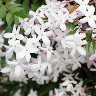 Jasmine essential oil, cosmetic grade