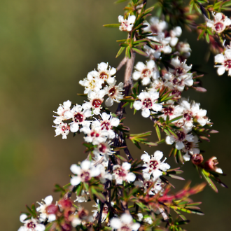 Kanuka essential oil, NZ, spray free