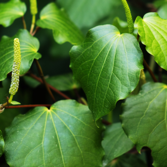 Kawakawa hydrosol, NZ, spray free