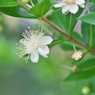 Lemon myrtle hydrosol, NZ, spray free