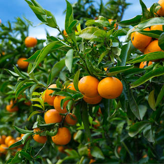 Mandarin essential oil, India