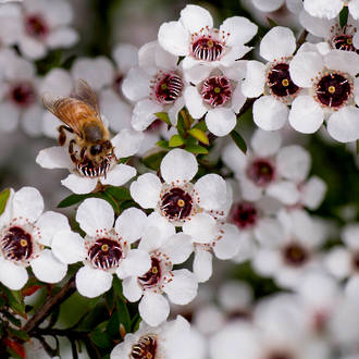 Manuka essential oil, NZ