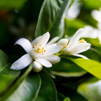 Neroli essential oil, cosmetic grade