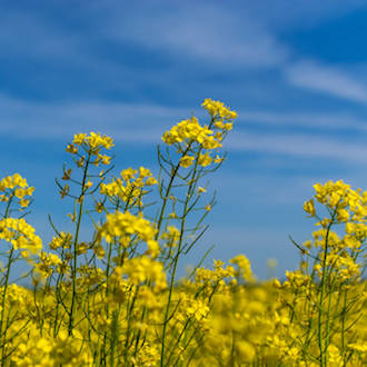 Rapeseed oil, NZ