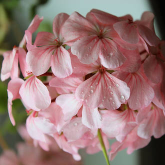 Rose geranium essential oil