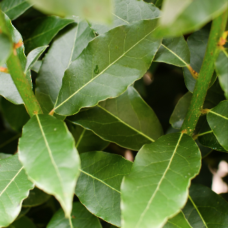 Bay laurel essential oil