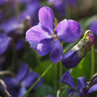 Violet fragrance oil