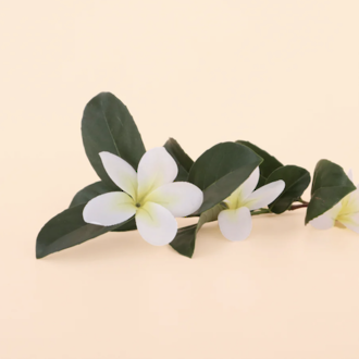 Wild frangipani fragrance oil