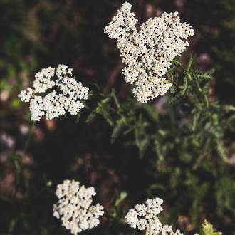 Yarrow essential oil