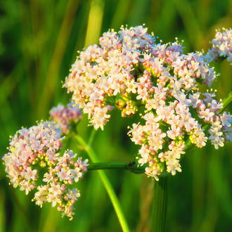 Aniseed essential oil