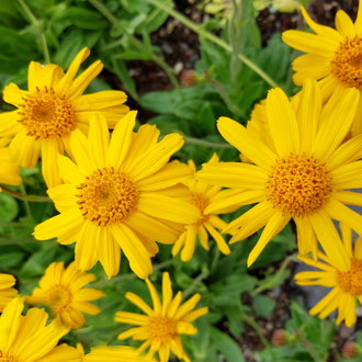 arnica flowers growing in the sun ready to make Go Native NZ's arnica infused carrier oil