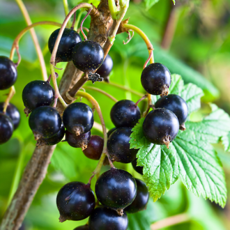 bunch of blackcurrants growing on tree in new zealand sun ready to make Go Native NZ's blackcurrant seed carrier oil