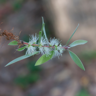 Cajeput essential oil