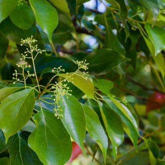 Camphor essential oil