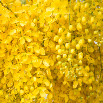 Cassia essential oil