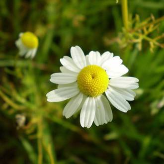 Chamomile essential oil Roman