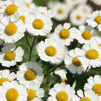 Chamomile essential oil German