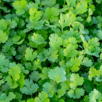 Coriander essential oil