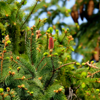 Fir needle essential oil