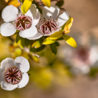 Fragonia essential oil