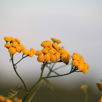 Galbanum essential oil