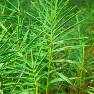 Gingergrass essential oil