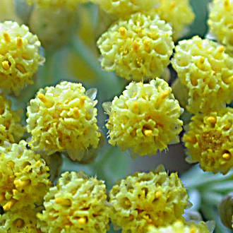 Helichrysum gymnocephalum essential oil