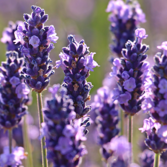 Lavender essential oil, French Maillette