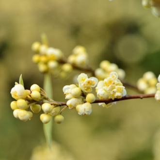 Litsea cubeba essential oil