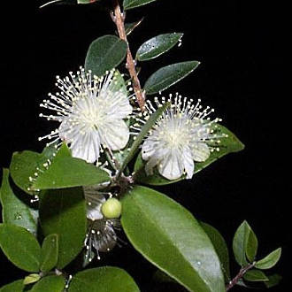 Myrtle essential oil