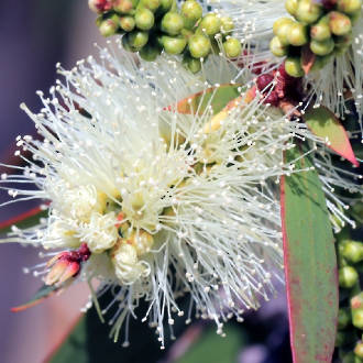 Niaouli essential oil