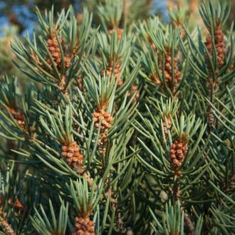 Pine essential oil