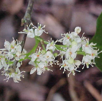 Amyris balsamifera (aka West Indian Sandalwood) essential oil