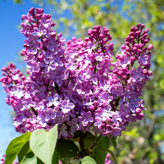 Summer lilac fragrance oil