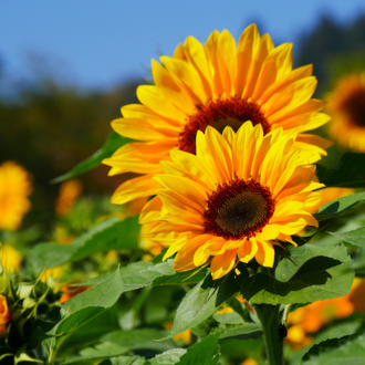 new zealand grown sunflowers in the wild ready to make Go Native NZ's high oleic sunflower carrier oil