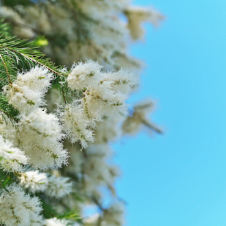 Teatree essential oil