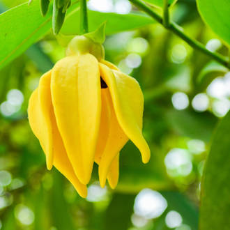 Ylang ylang hydrosol